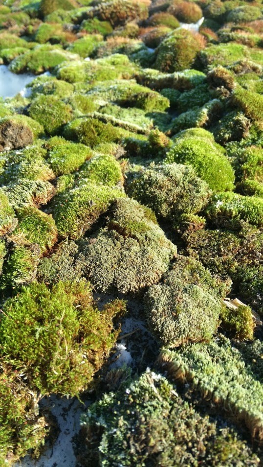 Живой мох в интерьере