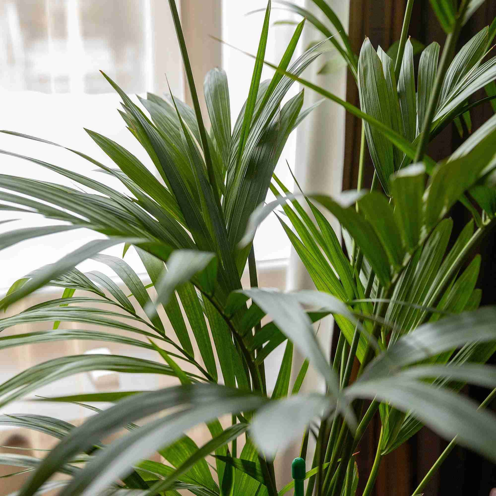 Озеленение загородного дома в Ленинградской области