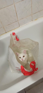 Вася Пупкин