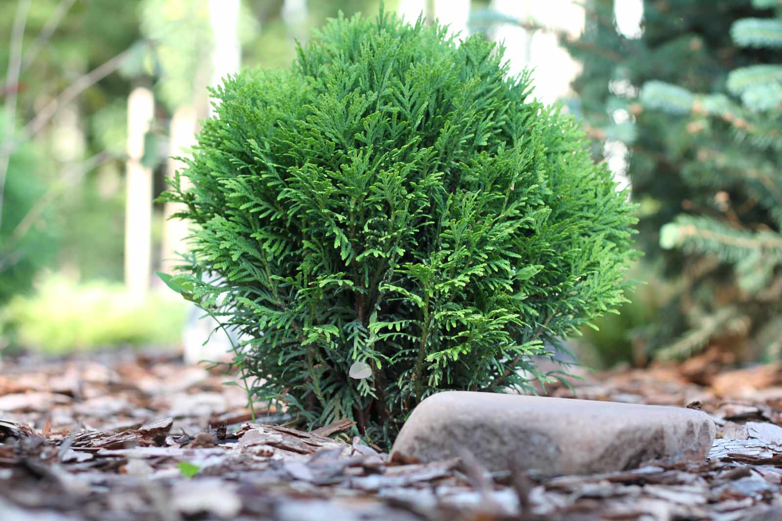 Участок 25 соток, КП Четыре Сезона. От проекта до реализации