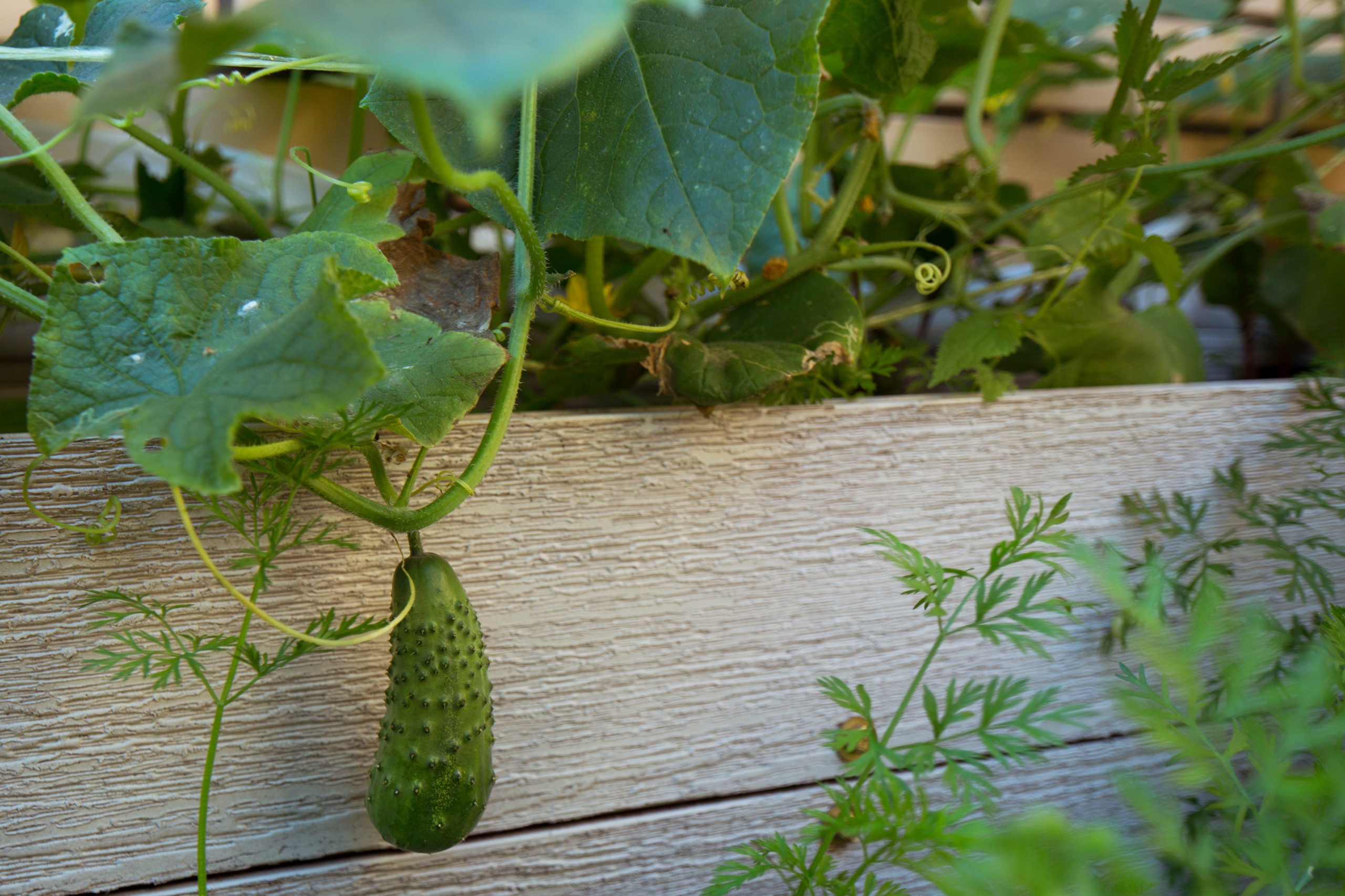 В гостях: Компактный сад, где работает каждый сантиметр
