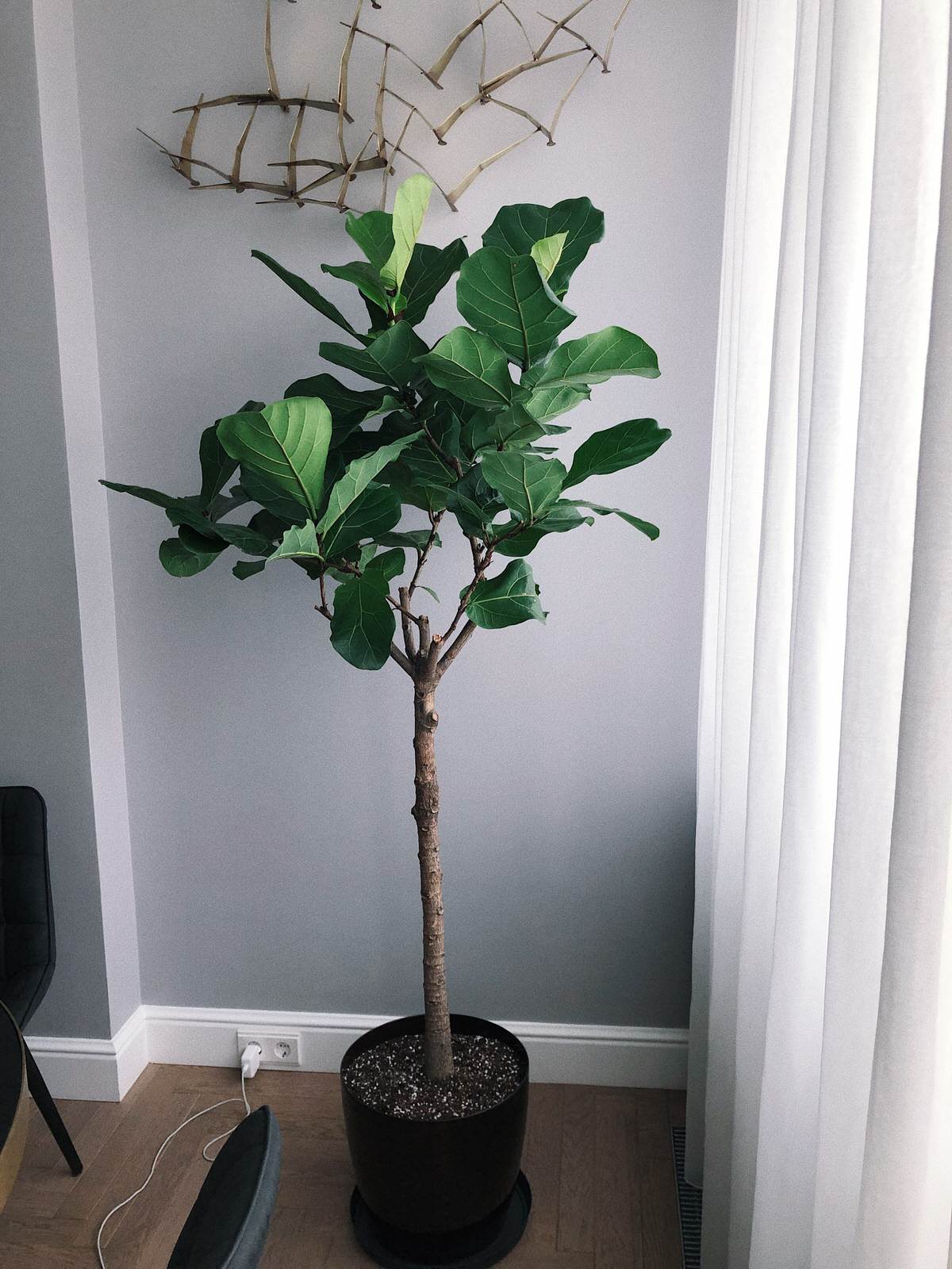 Эльвира MarisaBotanica