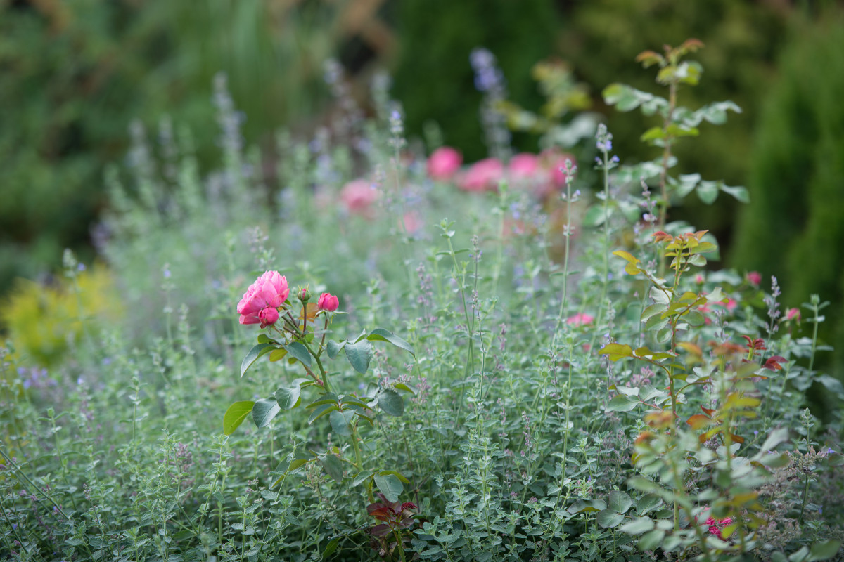 Коттеджный посёлок "Коровино".