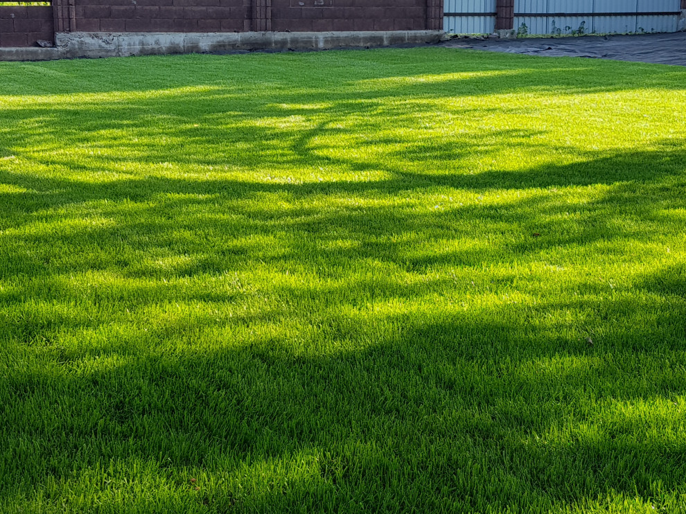 Рулонный газон Красноярск