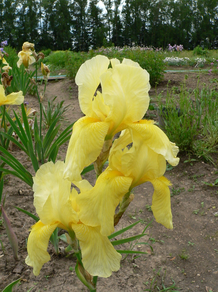 Питомник растений УОПЭЦ МГУ