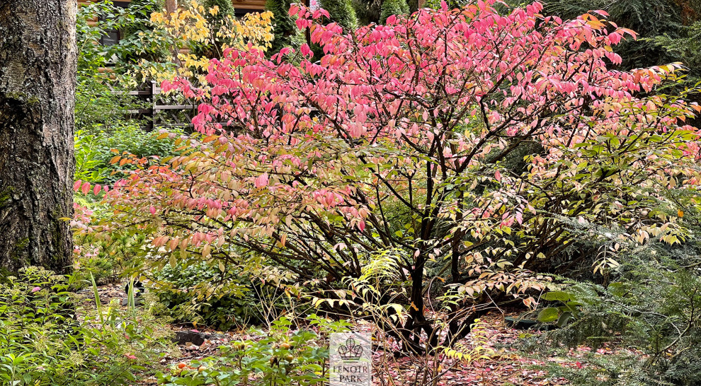 Заповедный бор