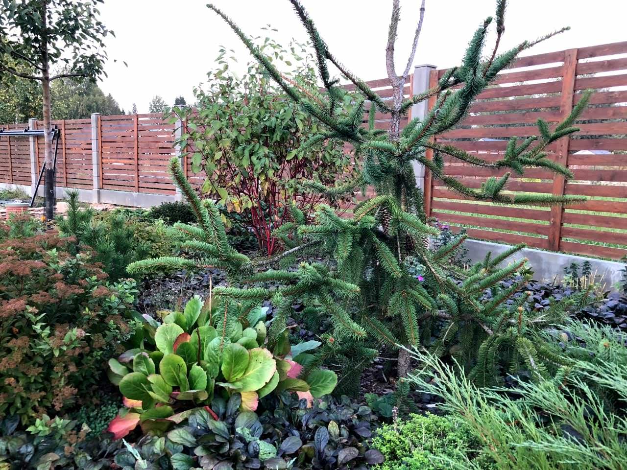 ЯГОДНОЕ ЛУКОШКО. ОСЕНЬ 2018