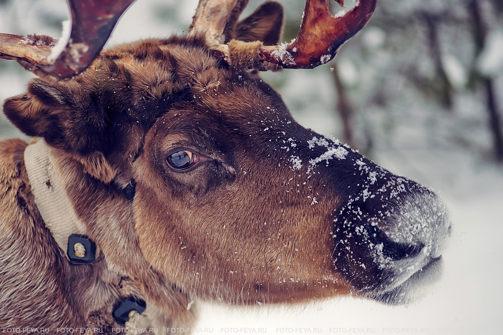 Зима в провинции: Чему учиться на фермах под Москвой