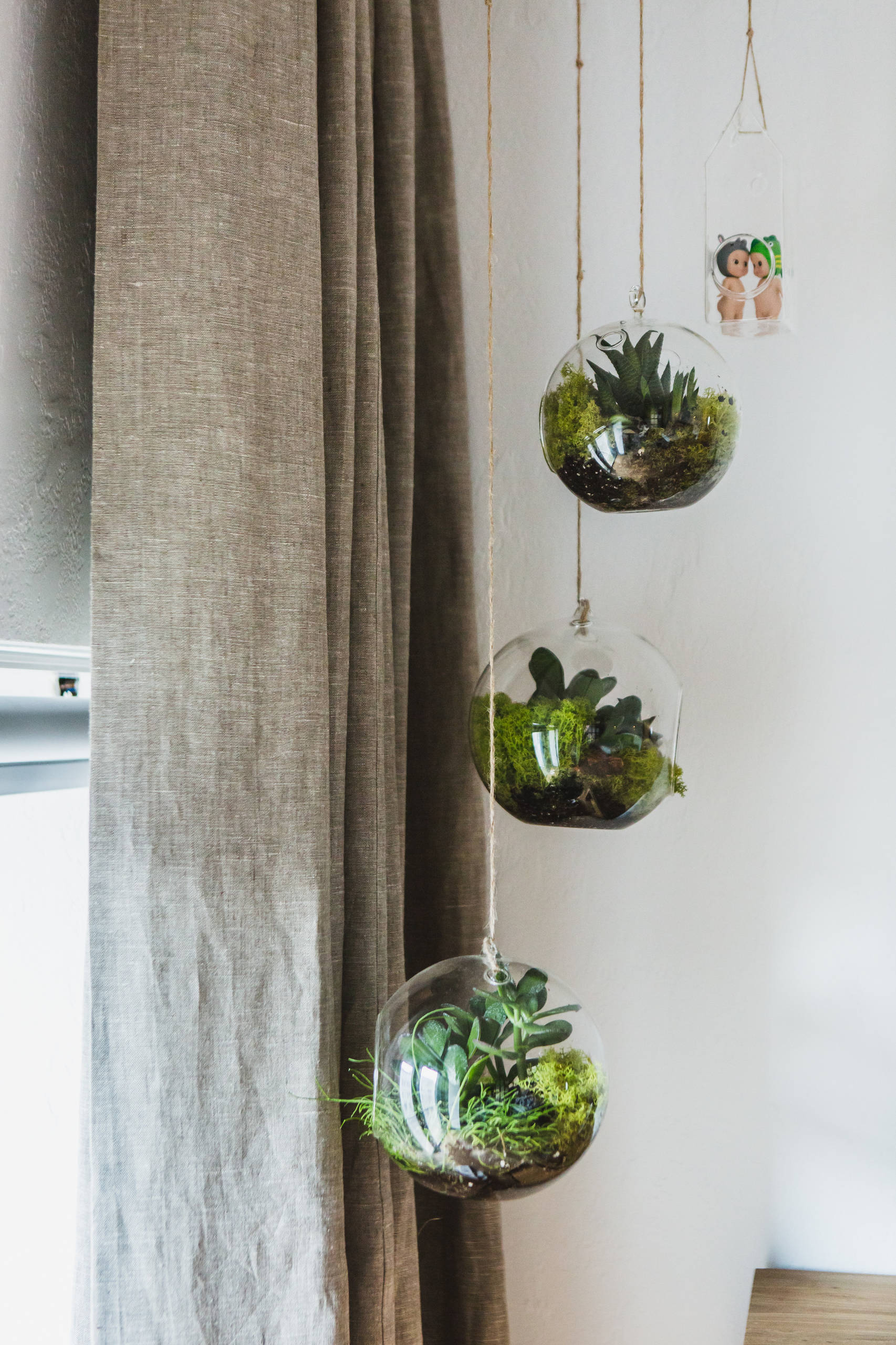 Как ухаживать за суккулентами в домашних условиях