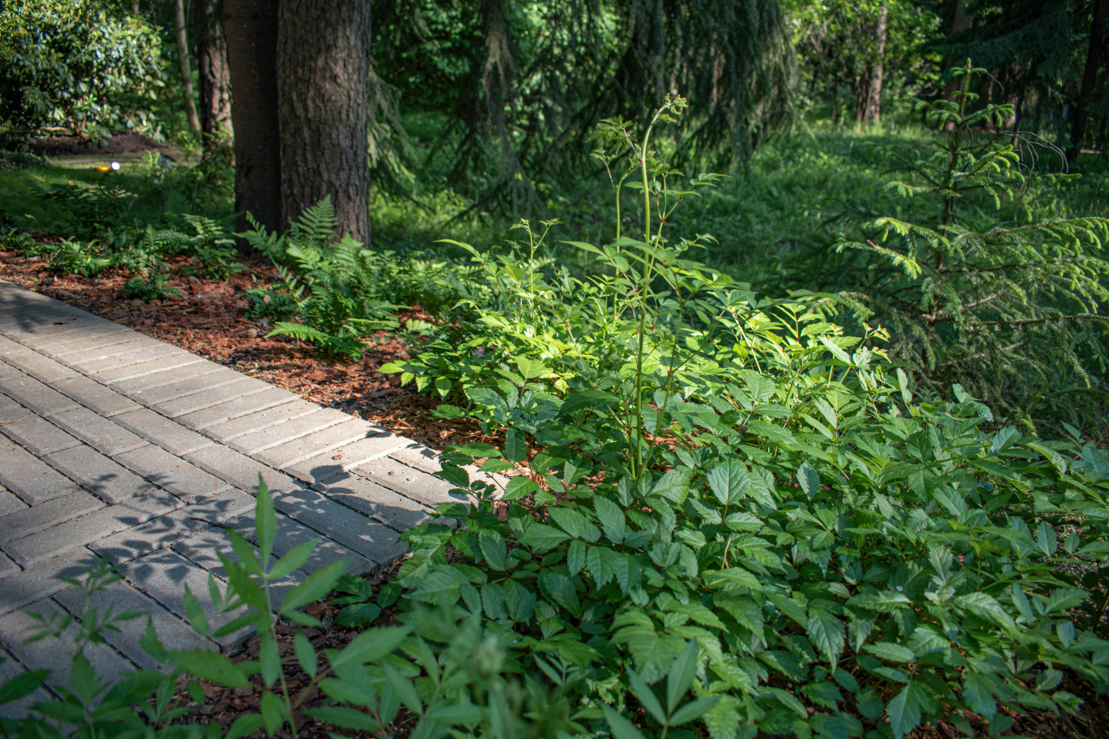 Обложка проекта: Тенистый сад