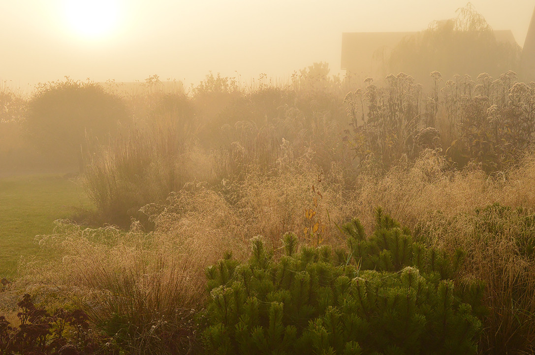 Houzz Белоруссия: Сад в тумане