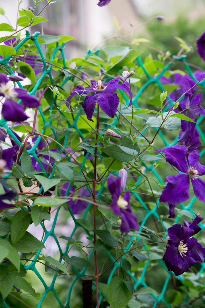 Портреты растений