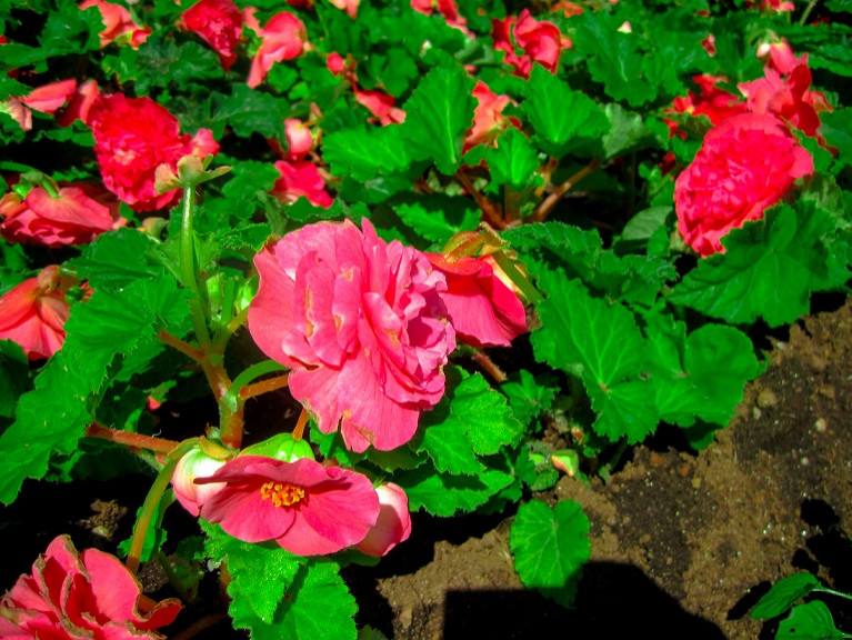 Создание клумб и цветников