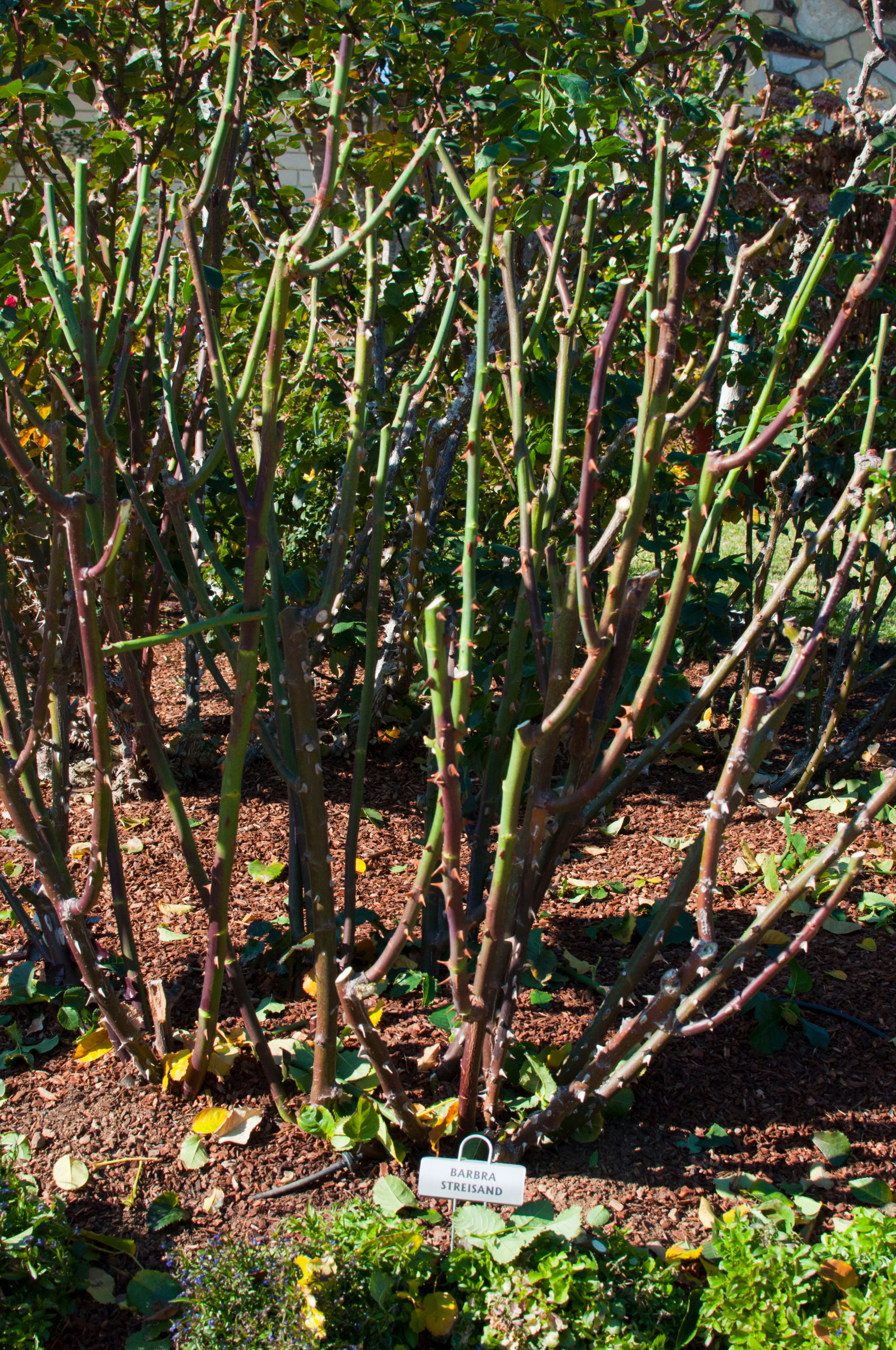 Розы в саду: Выбор места и посадка