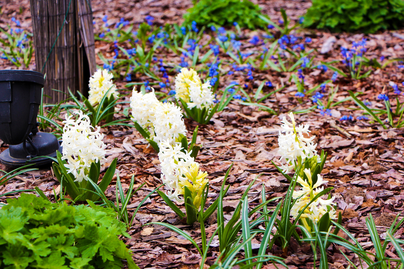 Горки-10, 2017-2020 г.г.