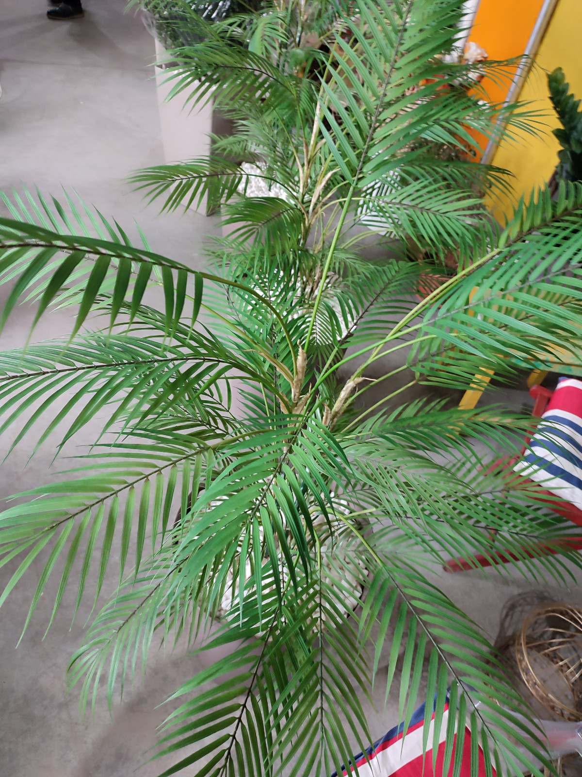 Растения для офисного пространства