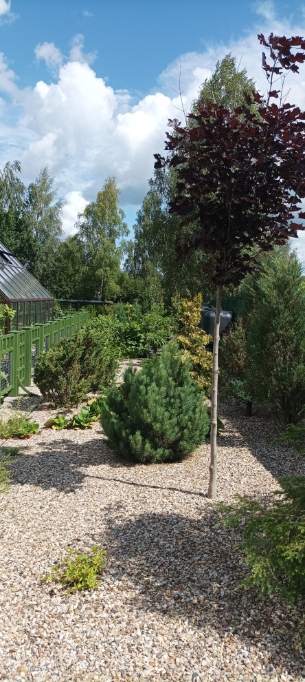 Хвойные посадки у забора