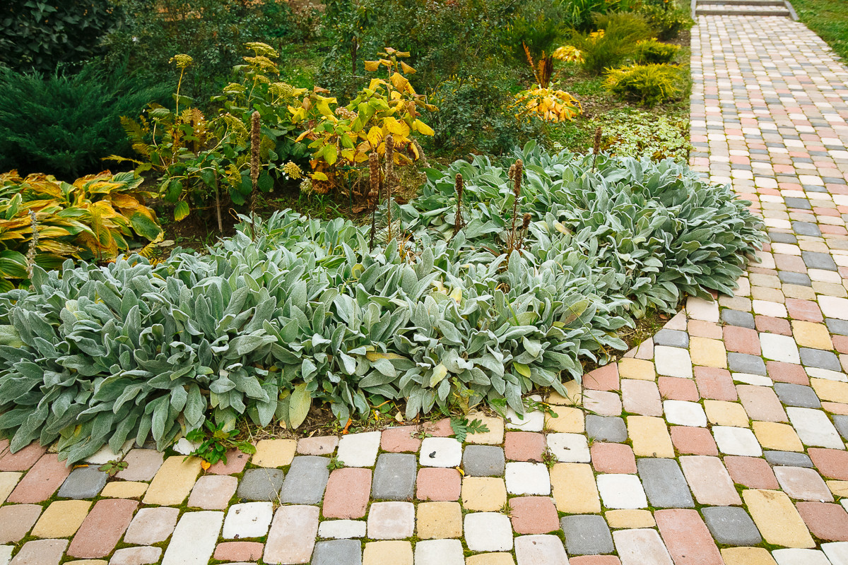 Сад "Каликат"