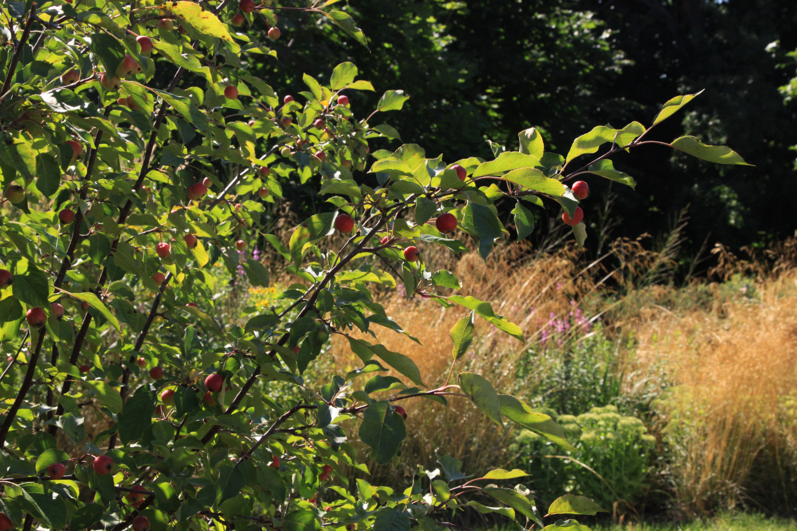 Сад "В духе ретро"