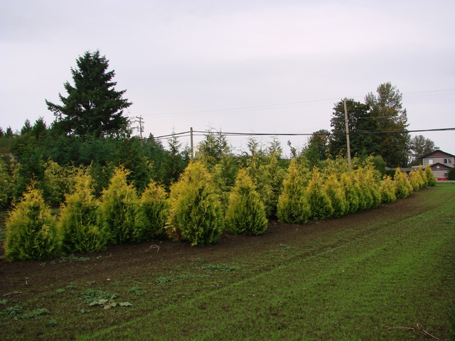 Как правильно: Заказывать растения в европейских питомниках