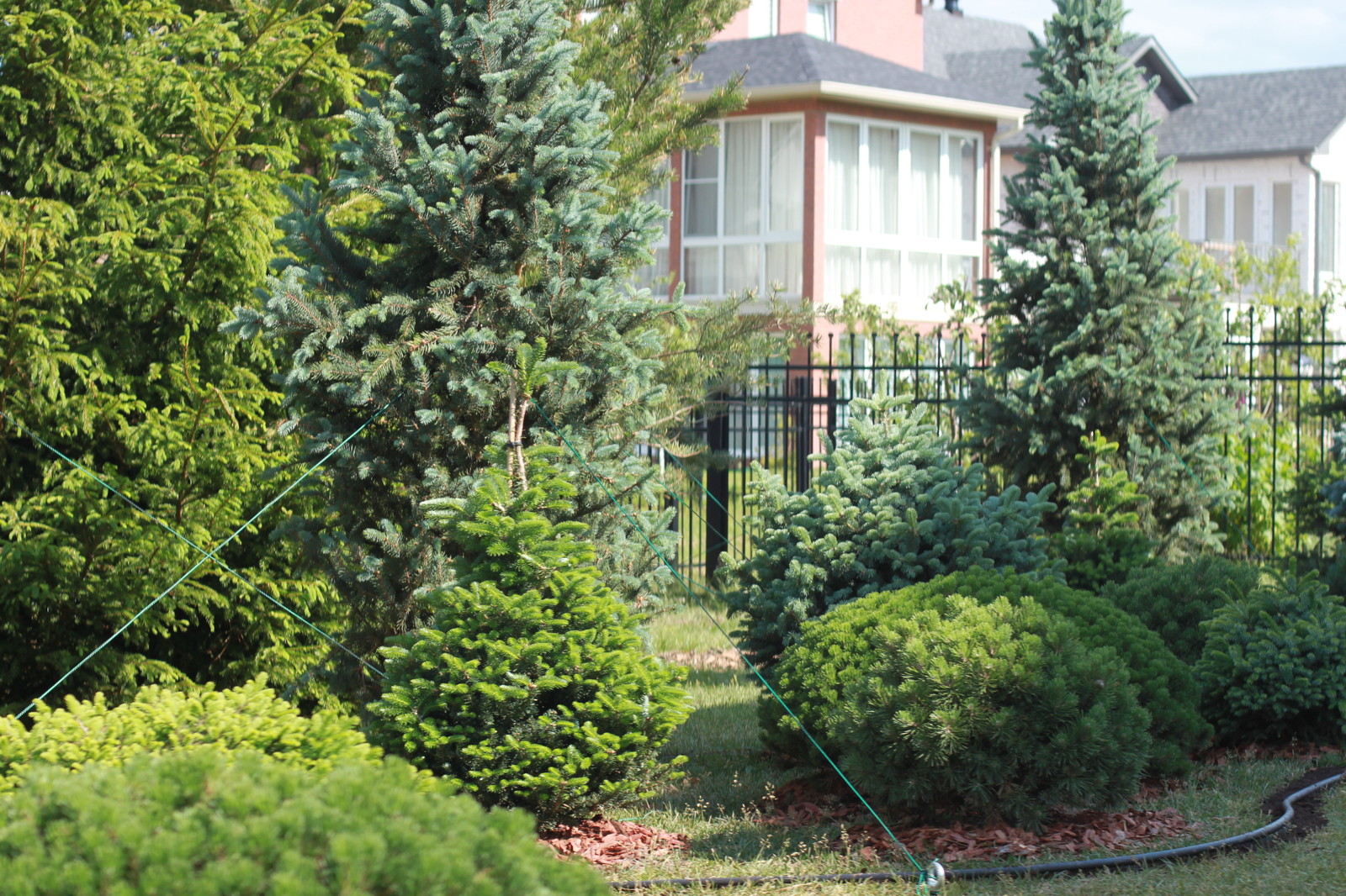 Хвойный сад в Новых Вешках.