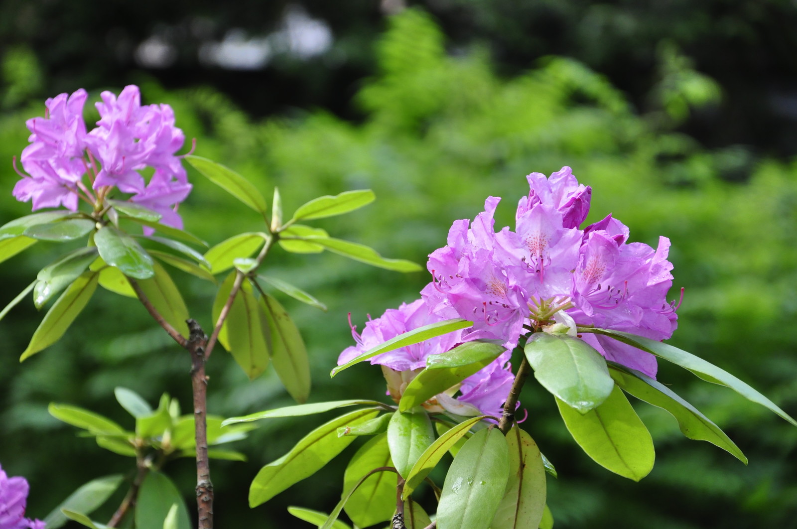 кп. "Архангельское" - Уход за садом - 100% качество!