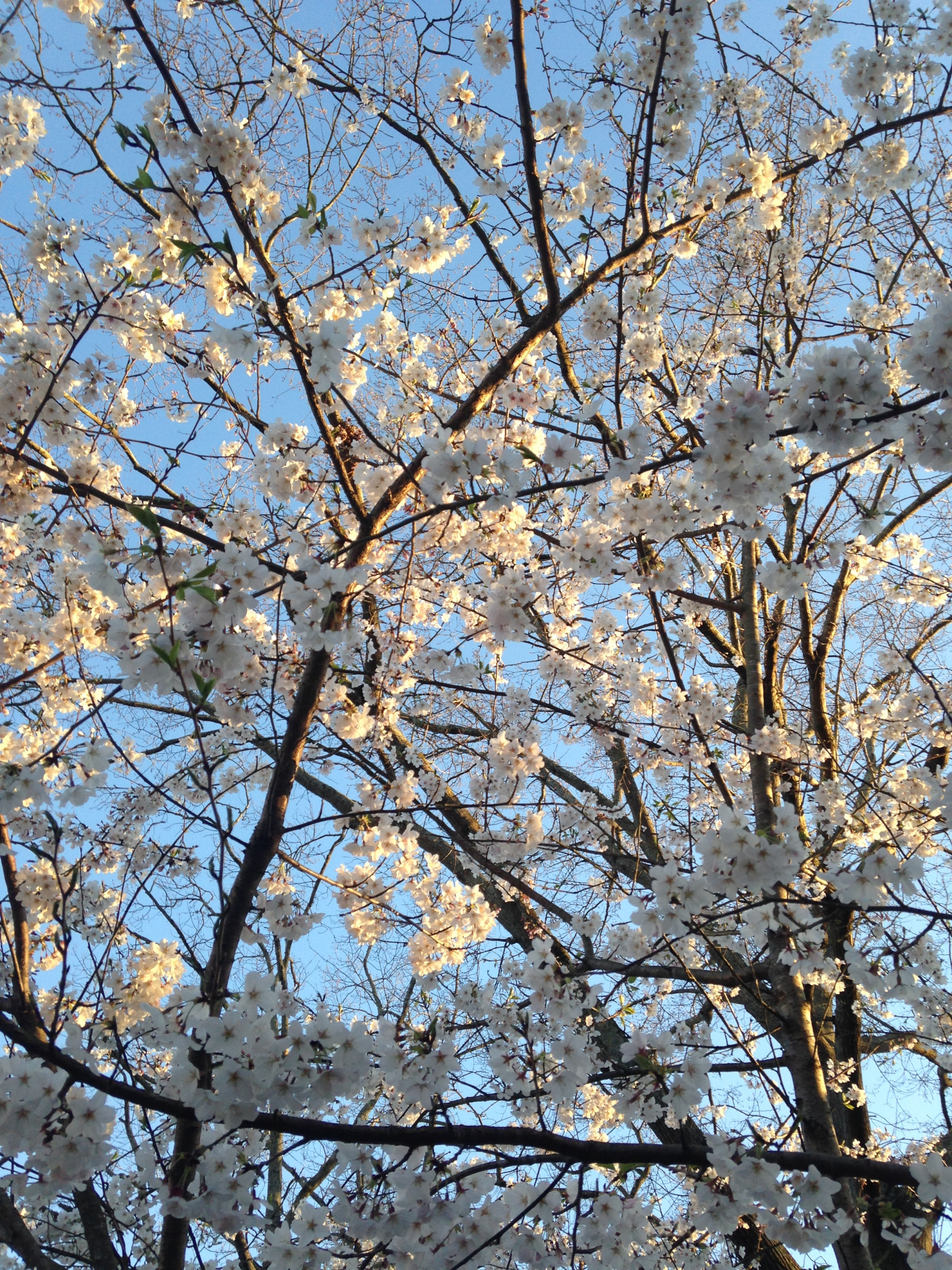 Вопрос: Какой сакурой на самом деле любуются в Японии