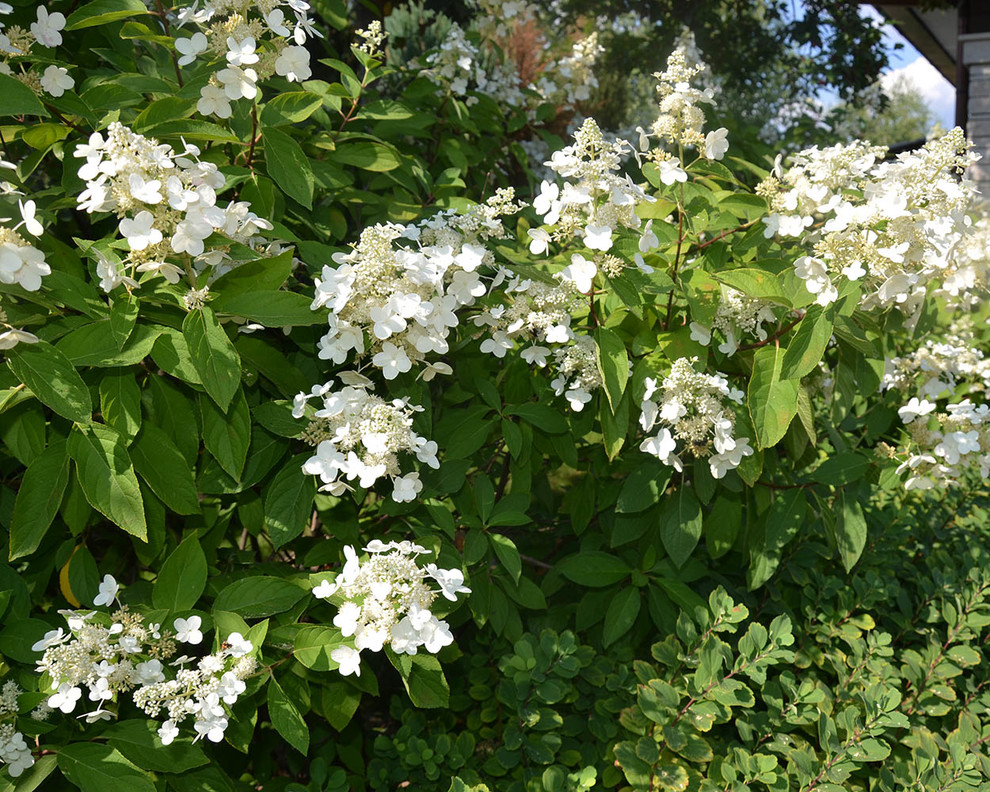 Современный сад в КП "Бенелюкс" вилла 1