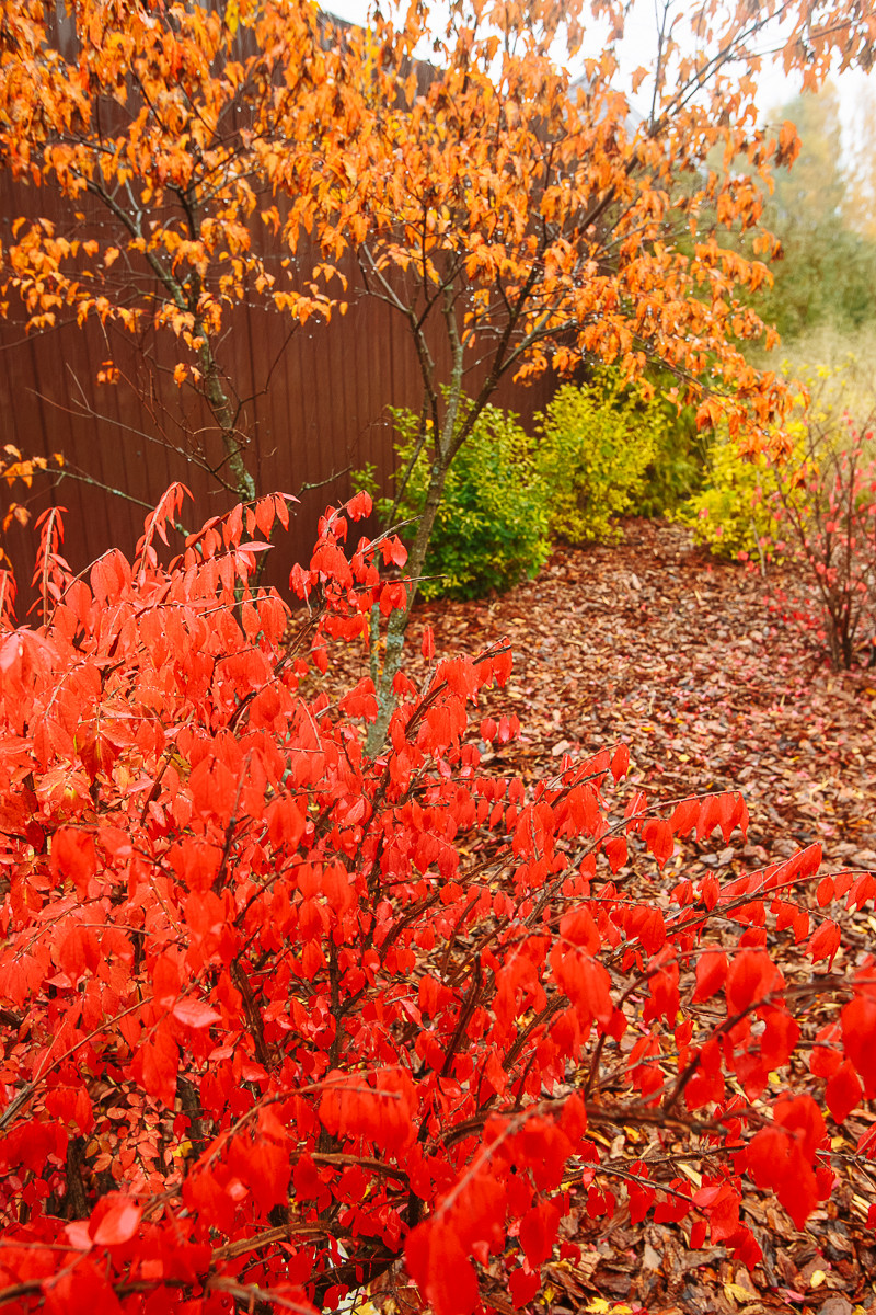 Сад с румянцем