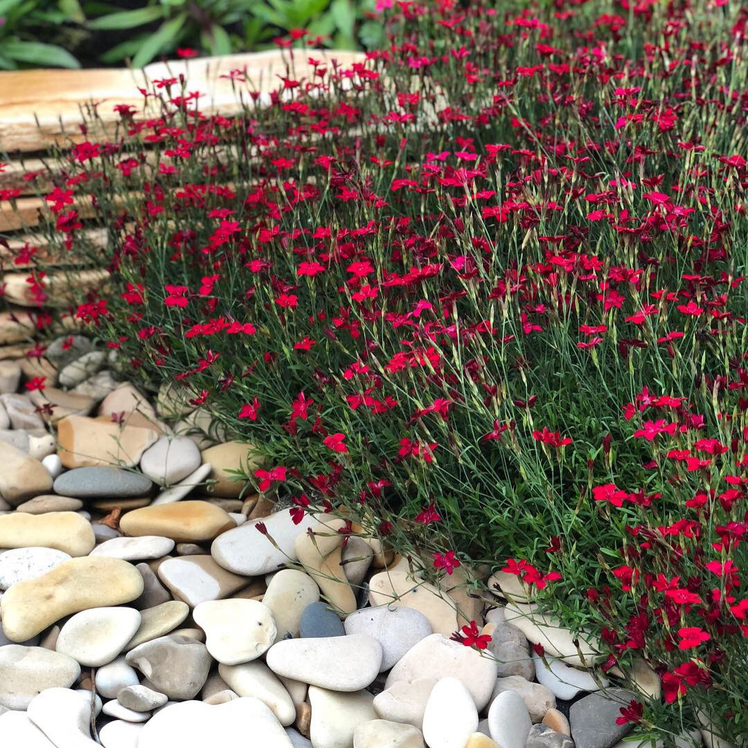 Живописный цветник