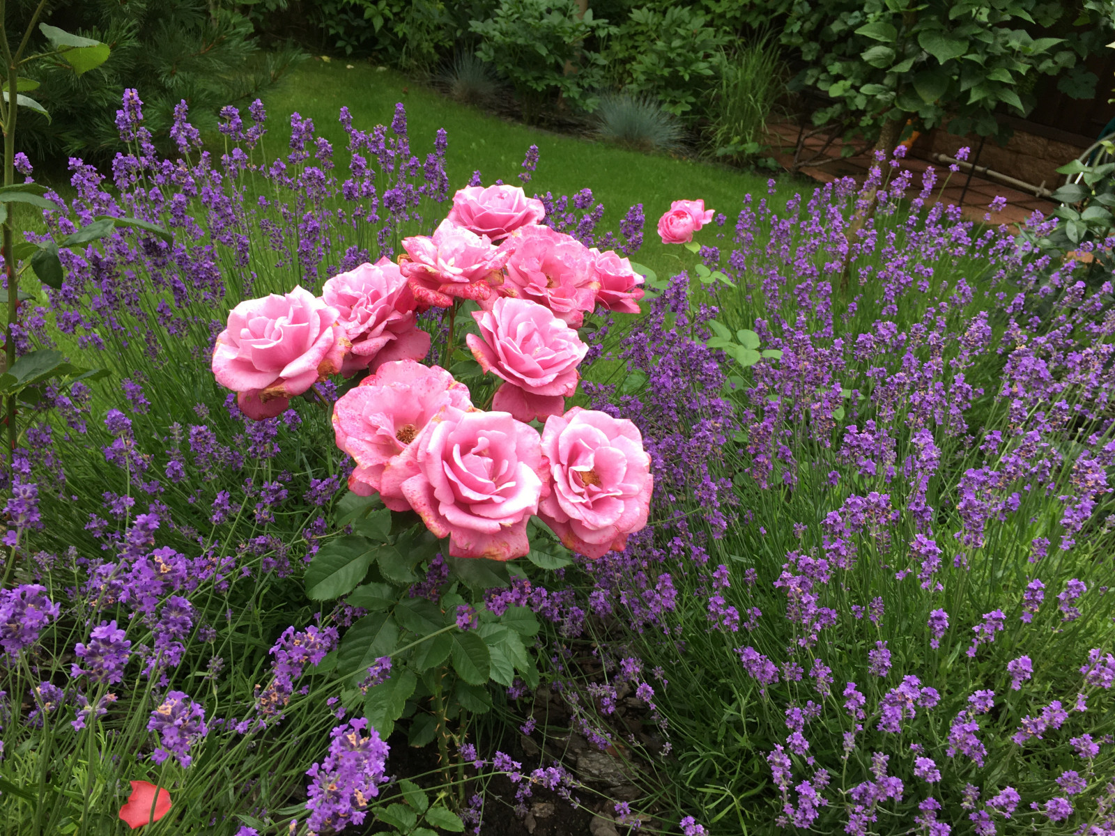 Французский садик в поселке Рыбаки Дмитровское шоссе