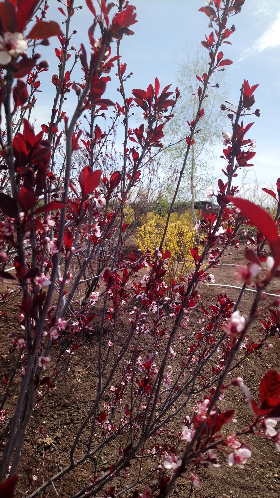 Обложка проекта: Медицинский центр