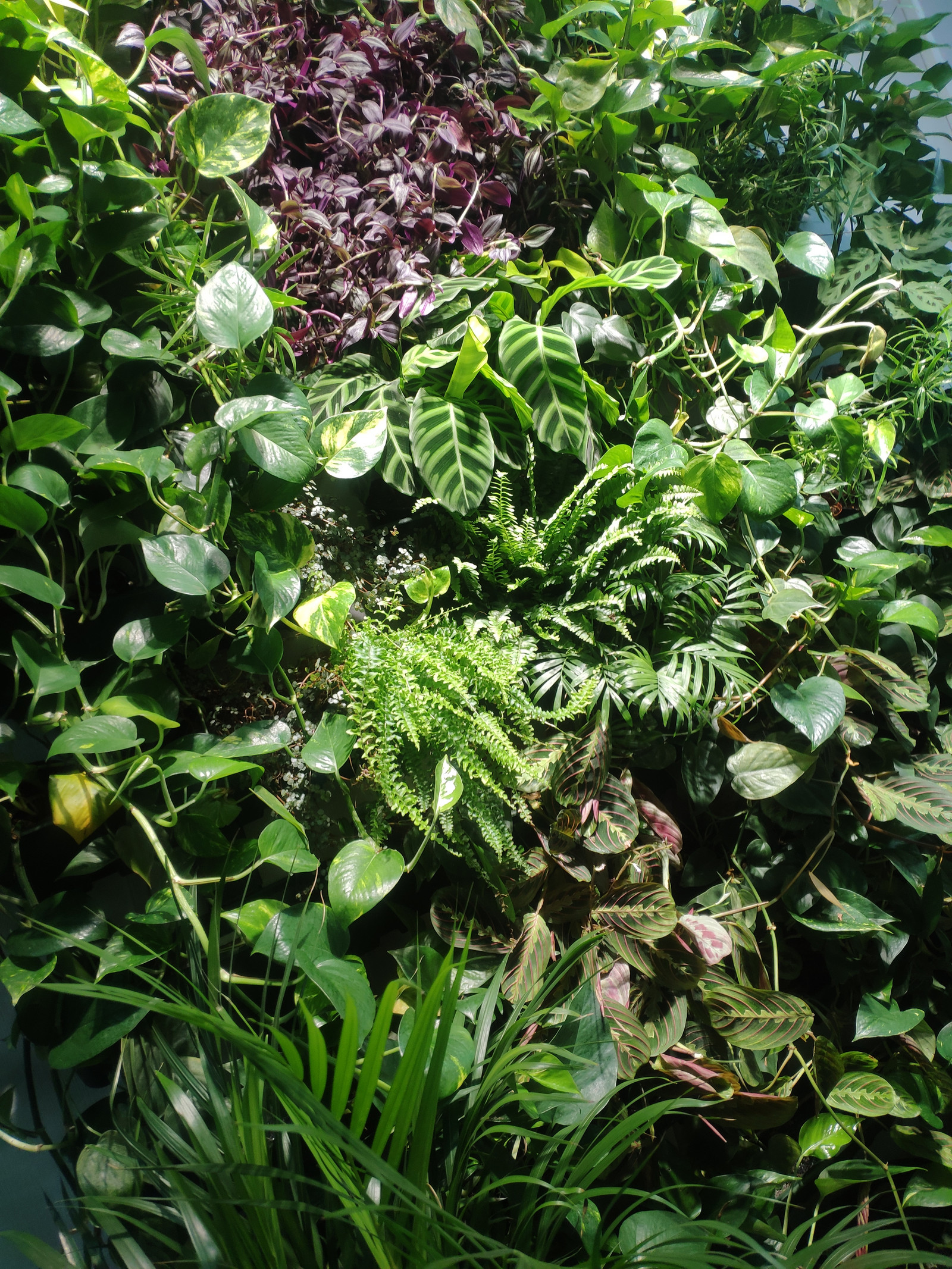 Вертикальный сад фитостена