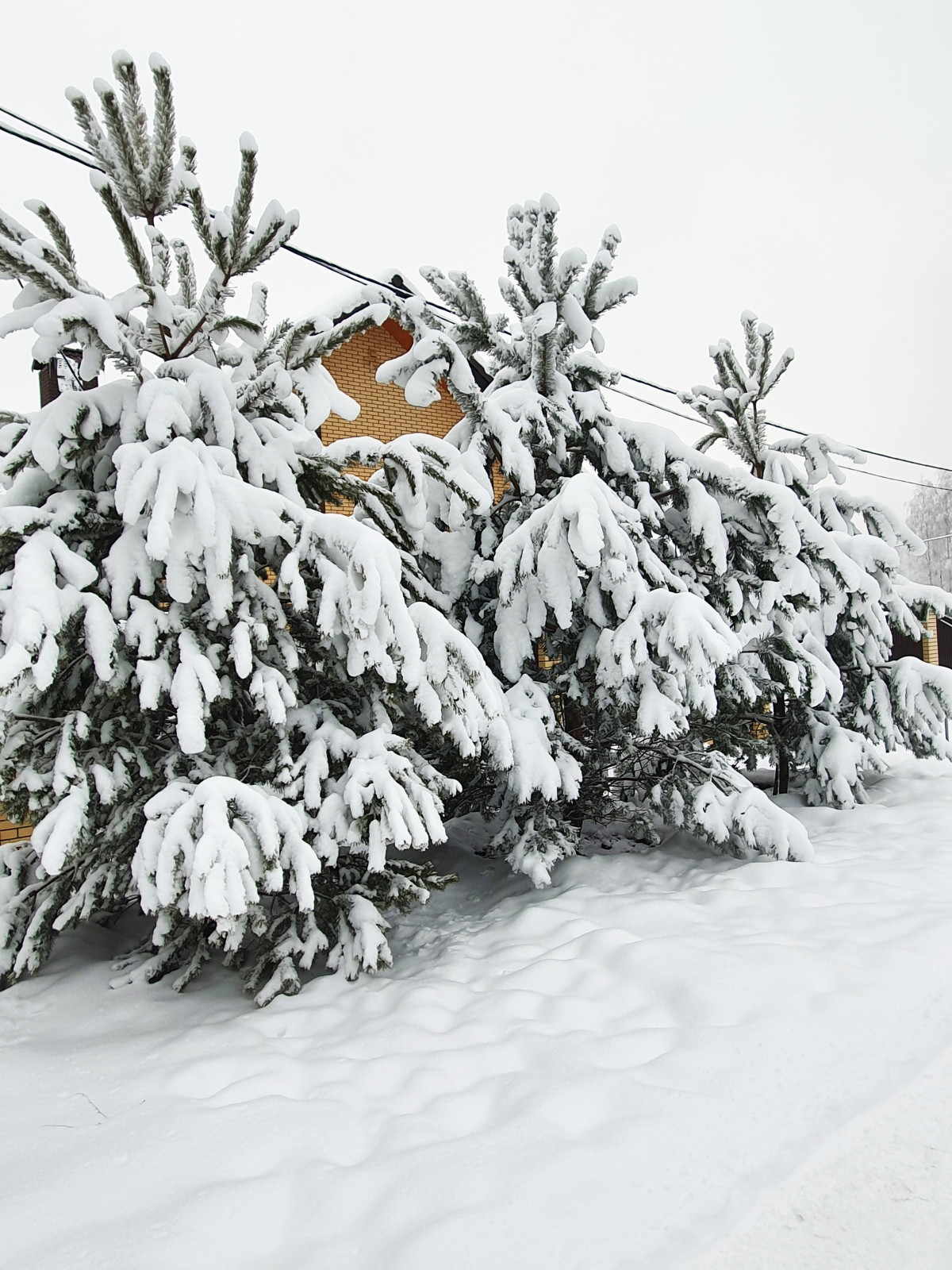 Кожино 2021/зима