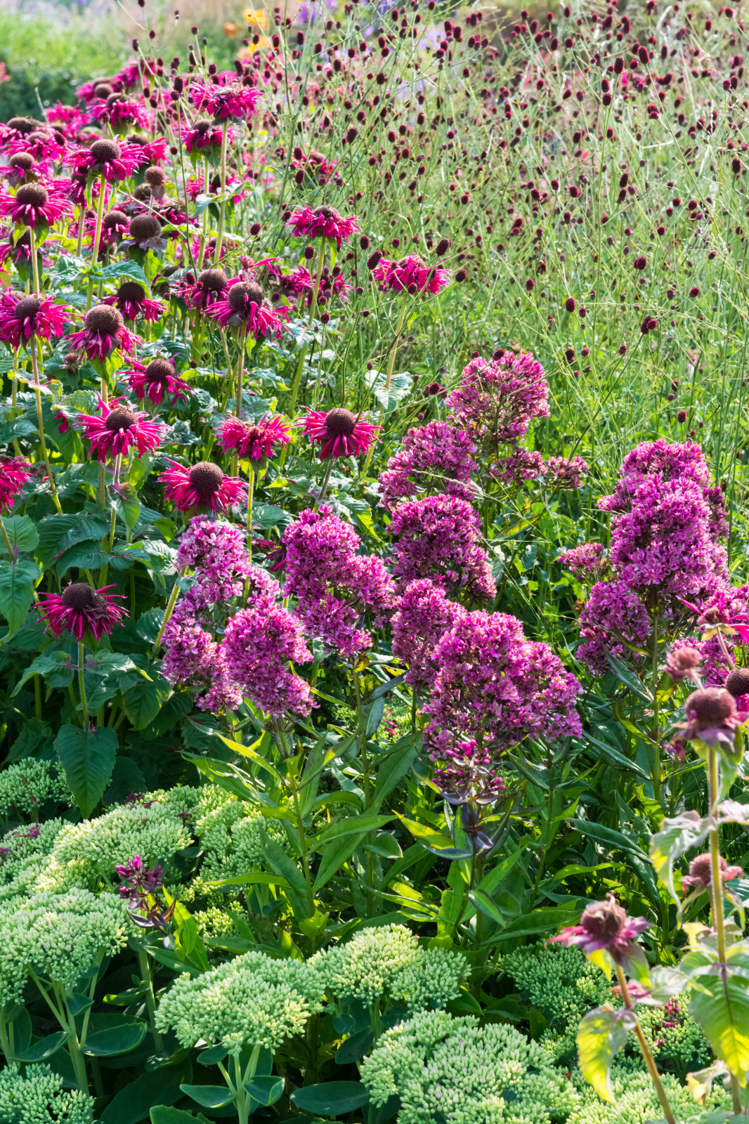 Многолетники