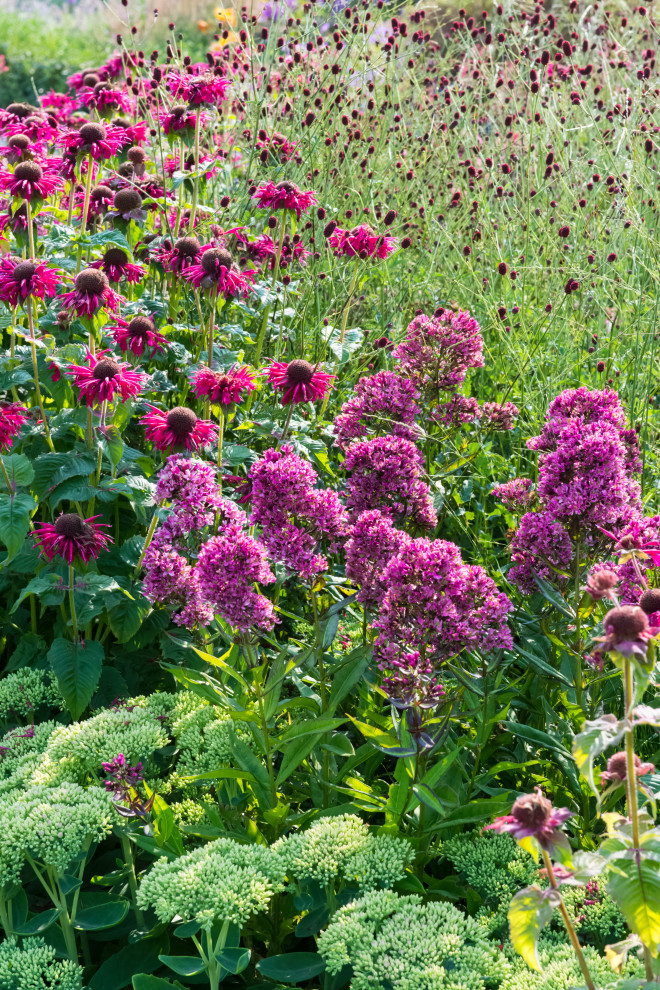 Многолетники