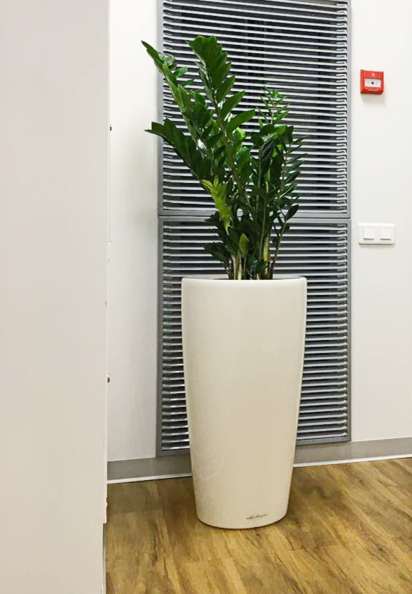 Озеленение автосалона Тойота Владивосток