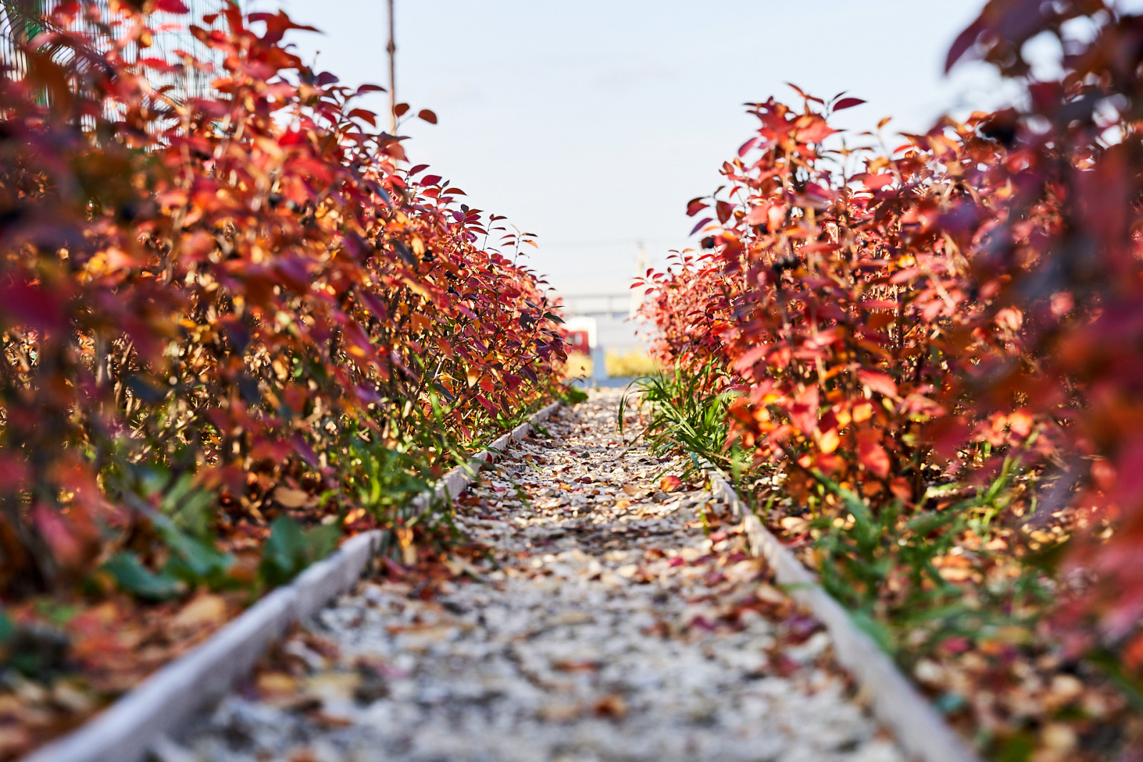 Озеленение промышленной территории