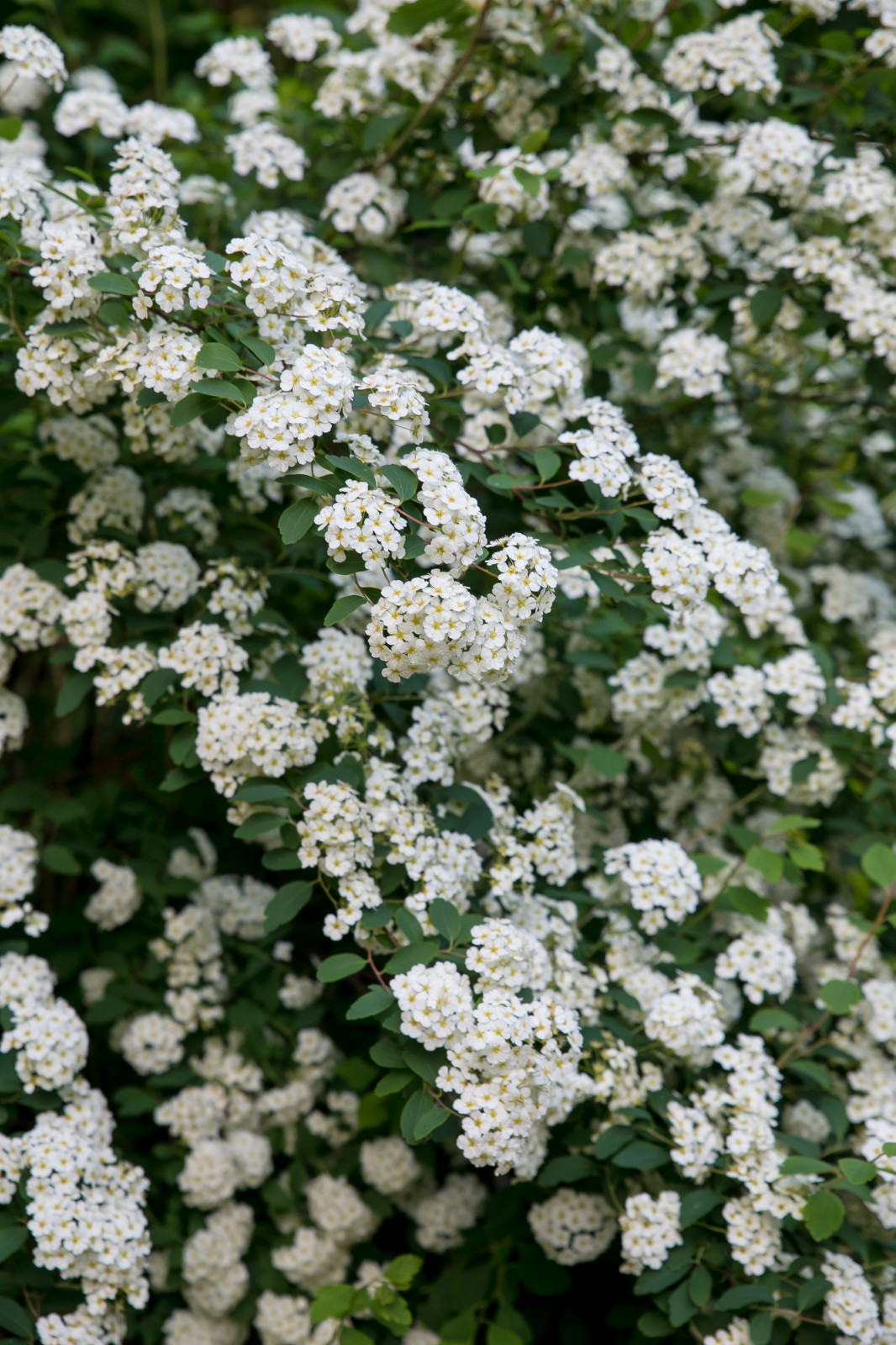 Портреты растений