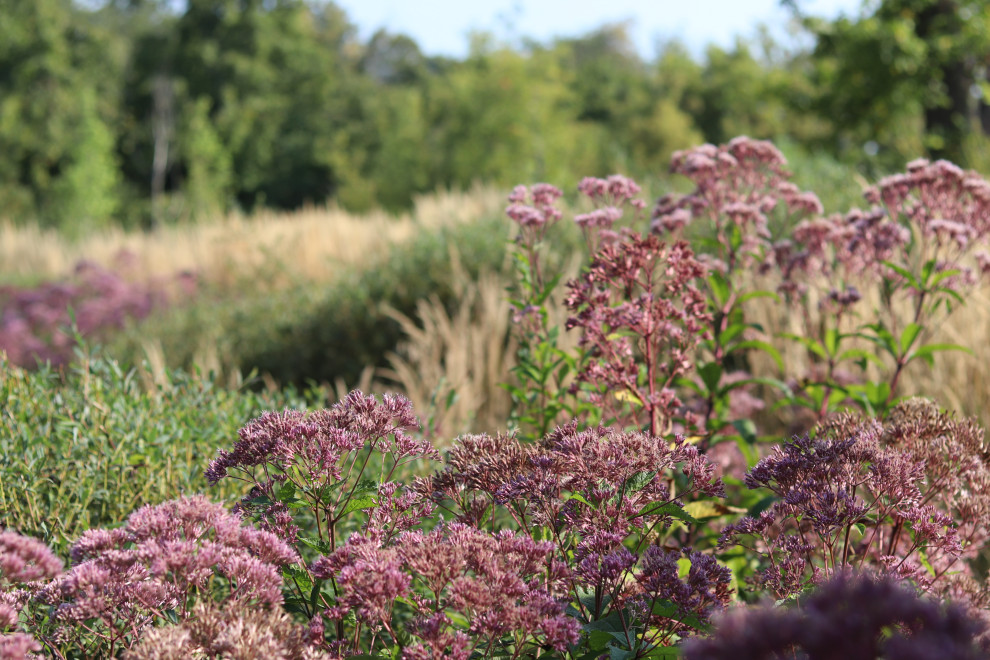 WB Берег пруда (август)