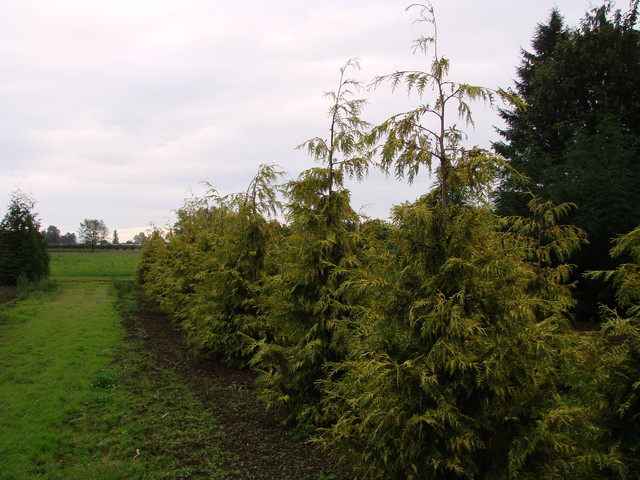 Как правильно: Заказывать растения в европейских питомниках