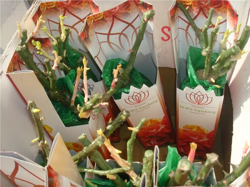 Как правильно: Выбрать саженцы роз для посадки