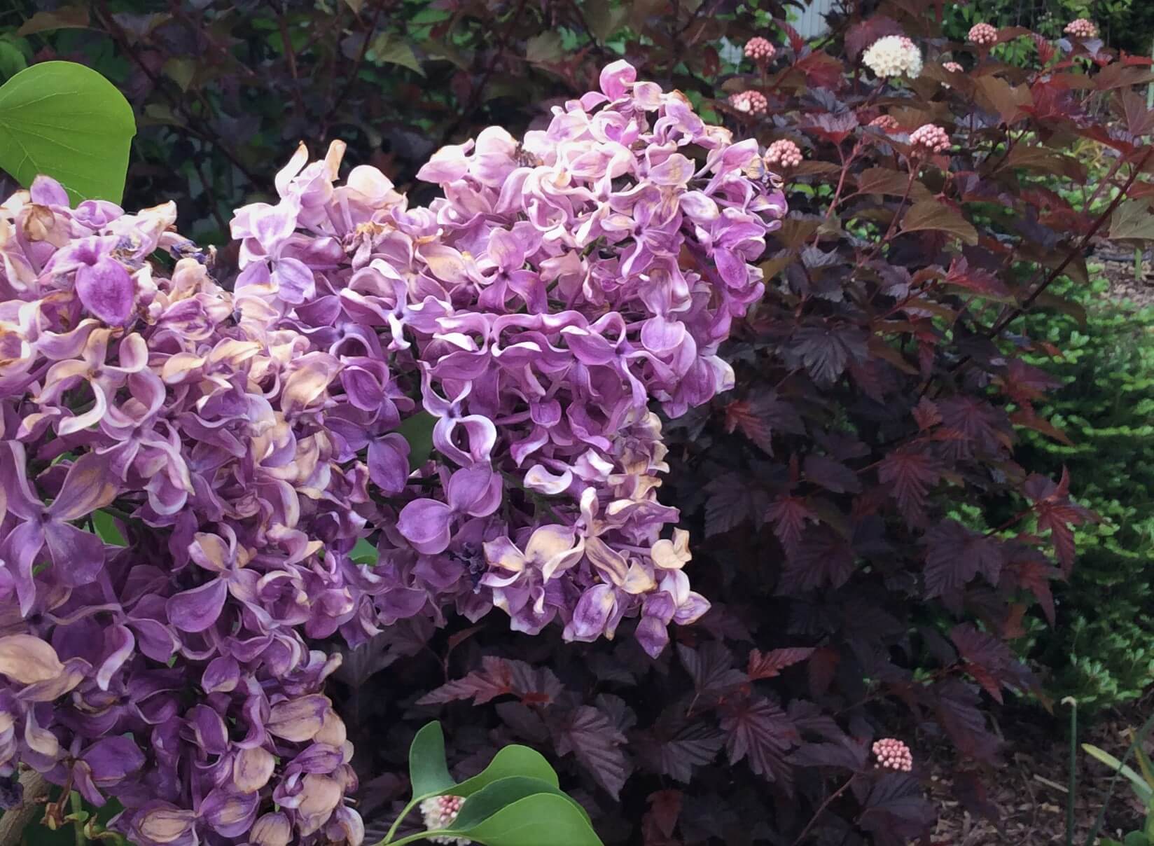 СНЫ О ЧЕМ_ТО БОЛЬШЕМ...