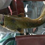 Максим Колесников