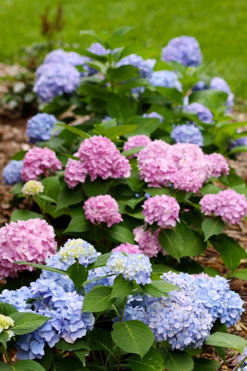 Вопрос: Как правильно выращивать гортензию