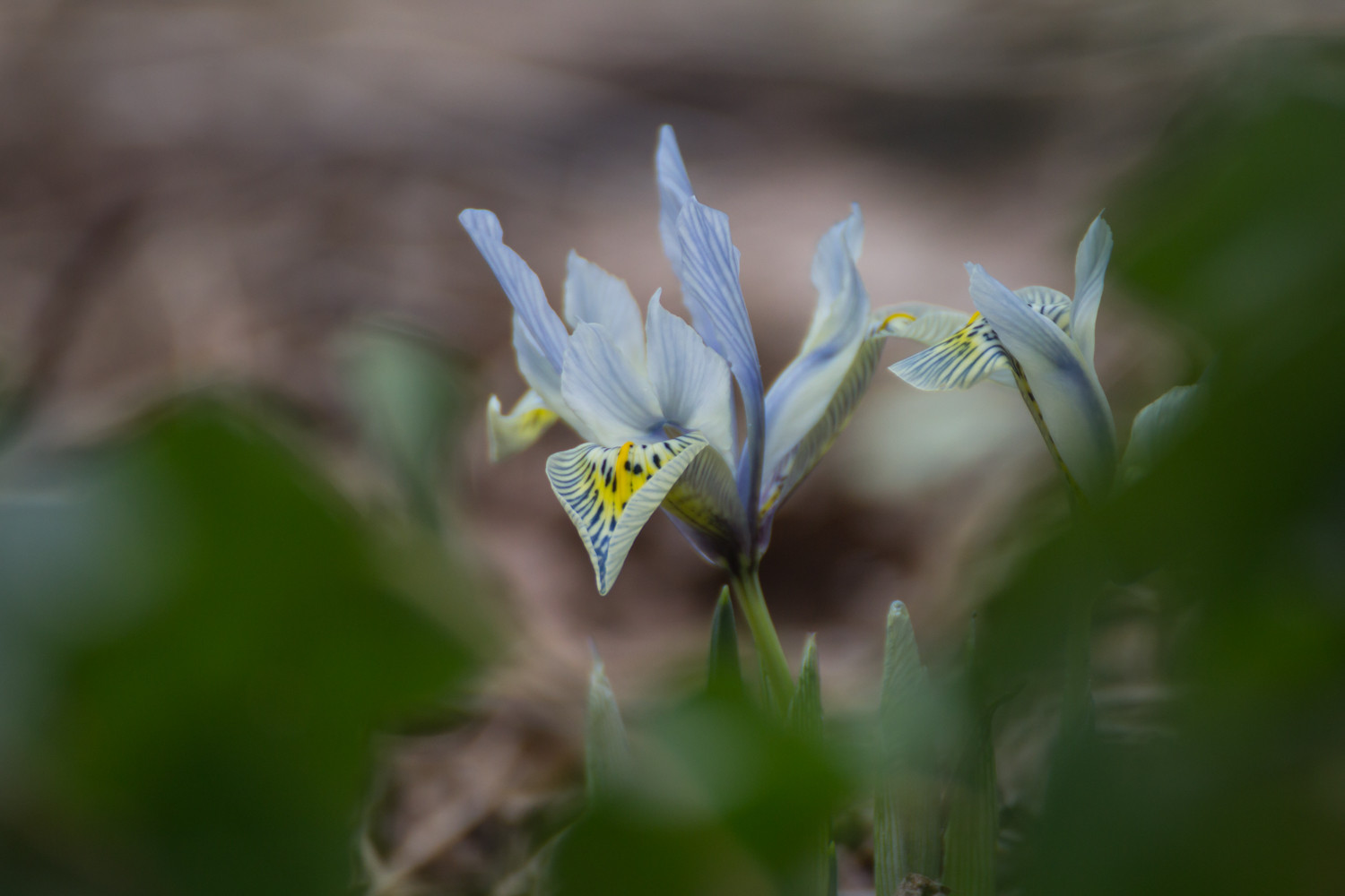 Houzz Нидерланды: Якобстуин — очаровательный сад Яапа де Вриса