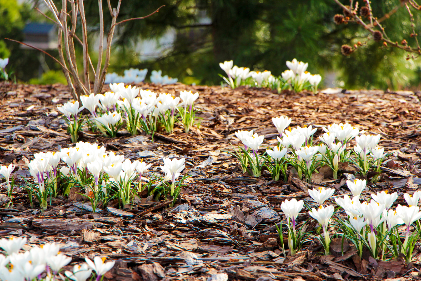 Горки-10, 2017-2020 г.г.