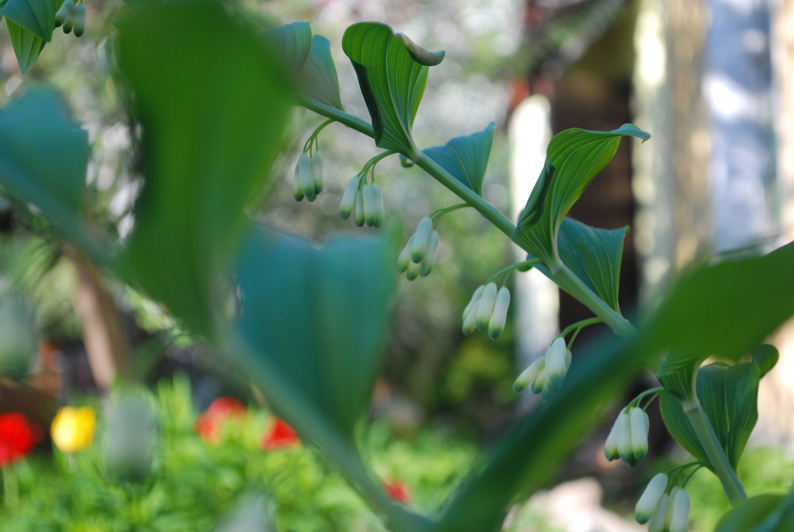 Уходим в тень: Теневыносливые растения для сада