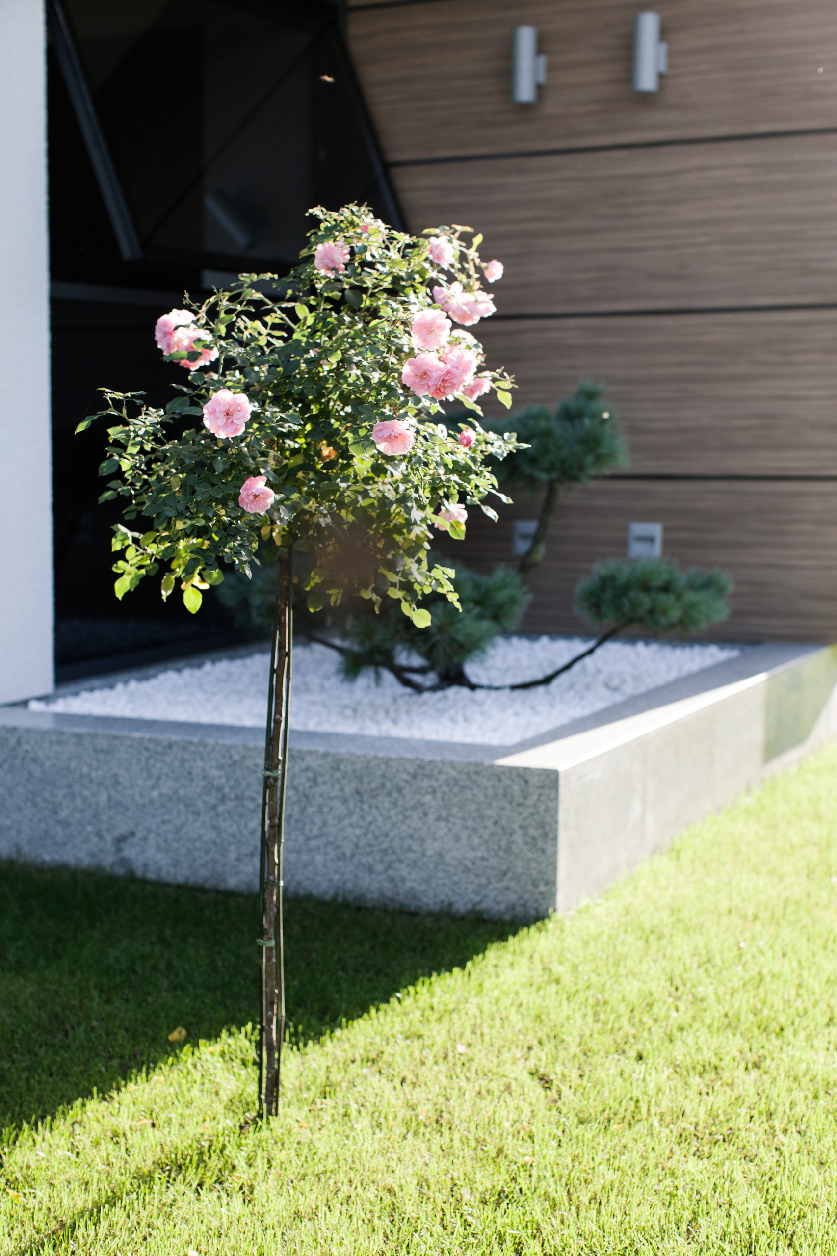 Сад: Методы экспресс-озеленения для нового участка