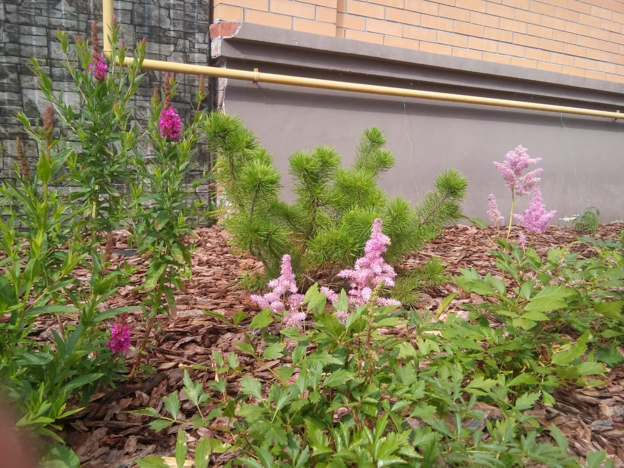 Пейзажный сад в п. Кедровый